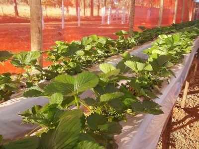 Morango - Fotos: Gilberto Almeida