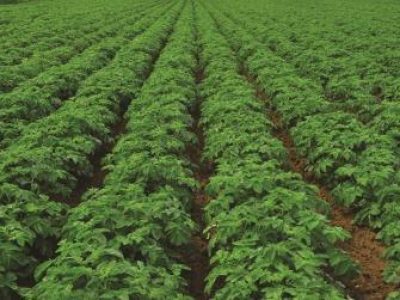 Jersey Royal potato crop, U.K. Lush green produce near harvest in the country side.