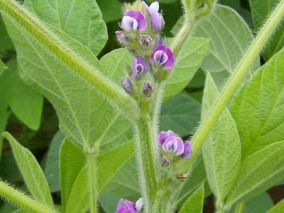 Broto - Crédito: Mônica Zavaglia