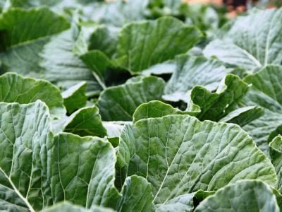 Couve - Crédito: Ana Maria Diniz