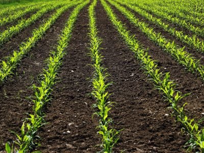 Milho - Fotos: Shutterstock