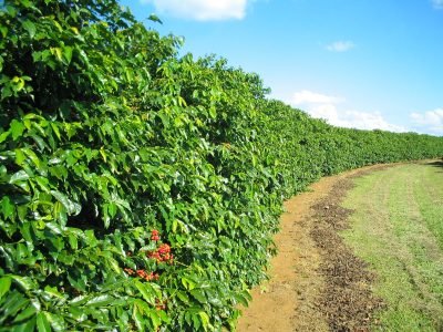 Lavoura de café -  Crédito: Daniel Vieira