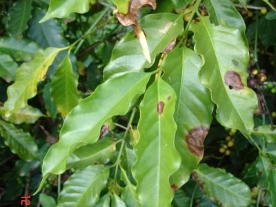 Cercóspora em cafeeiro - Crédito Flávio Patrício