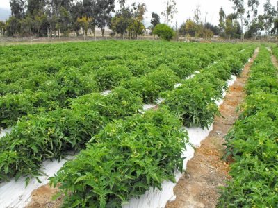 Plantação de tomate - Foto: Hazera