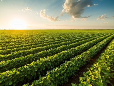 Lavoura - Crédito: Koppert