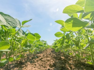 Soja - Créditos: shurtterstock