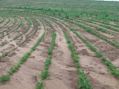 Tratamento do produtor - Créditos Brandt