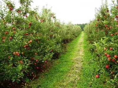 A aplicação dos aminoácidos deve acontecer de acordo com a finalidade, podendo ser na floração, no crescimento dos frutos ou em pré-colheita - Crédito Rasip Agro