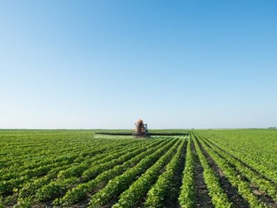 A aplicação dos nutrientes deve ser feita sob análise de solo e foliar - Crédito Shutterstock