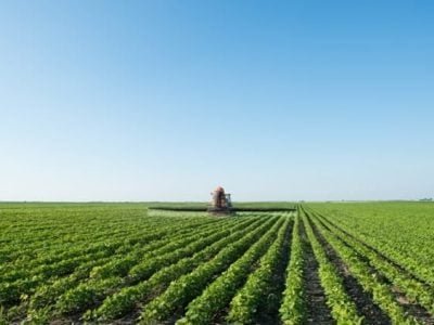 A aplicação dos nutrientes deve ser feita sob análise de solo e foliar - Crédito Shutterstock