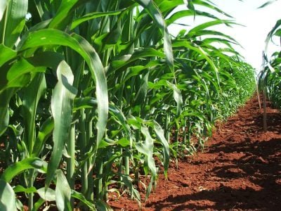 A área de plantio de milho safrinha gira em 11 milhões de hectares - Crédito Miriam Lins