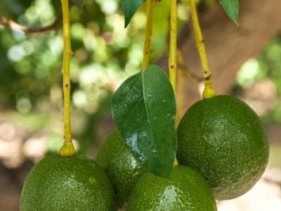 A busca por variedades resistentes Ã  broca-do-abacate ainda é o desafio - Crédito Shutterstock