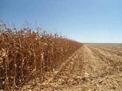 A definição da cultura a ser plantada na safrinha depende da região de atuação - Créditos Ademir Torchetti