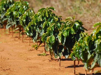 A escolha das mudas é o passo inicial para a formação de um cafezal uniforme e produtivo - Crédito Marcelo André