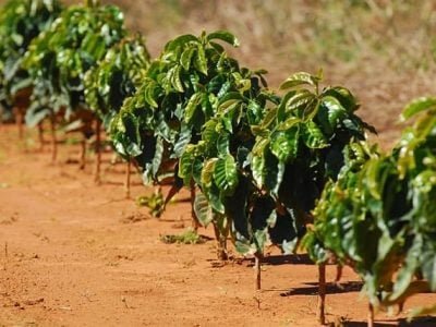A escolha das mudas é o passo inicial para a formação de um cafezal uniforme e produtivo - Crédito Marcelo André