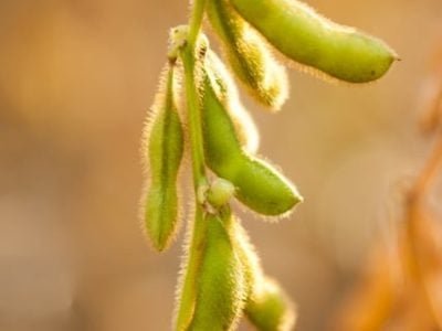 A inoculação garante maior produtividade da soja - Crédito Shutterstock