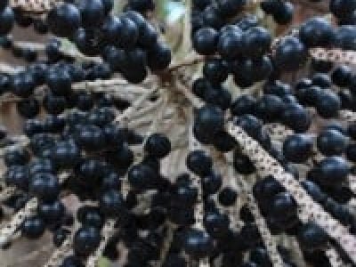 Foto-02-A-irrigação-favorece-também-a-produtividade-do-açaí-Créditos-Ronaldo-Rosa-200x300