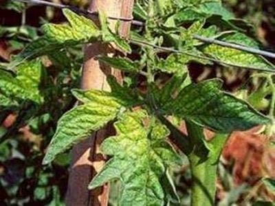 A mosca-branca é responsável pela transmissão de geminivírus em tomate  Crédito - Murillo Zerbini