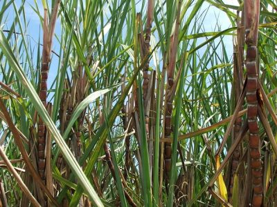 A produtividade da cana-de-açúcar na safra 201819 está prevista para 72 tha - Crédito Miriam Lins