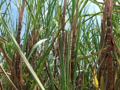 A produtividade da cana-de-açúcar na safra 201819 está prevista para 72 tha - Crédito Miriam Lins