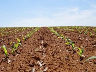 A quase totalidade dos solos brasileiros é naturalmente ácida - Crédito Ademir Torchetti