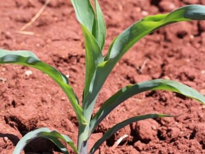 A utilização de inseticida em tratamento de sementes reduz a incidência de nematoides - Crédito Luize Hess