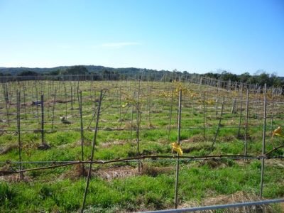 Foto-02-Área-de-um-ano-condenada-por-uso-de-muda-com-baixa-qualidade-Crédito-Daniel-Santos-Grohs