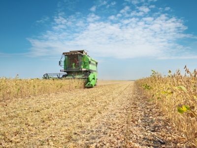 As algas marinhas são ricas em nutrientes de plantas e hormônios naturais - Fotos Shutterstock