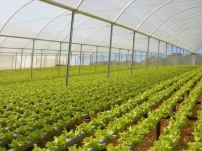 Foto-02-As-coberturas-hidropônicas-podem-ser-permeáveis-ou-impermeáveis-CréditoDynacs-600x414