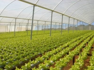 Foto-02-As-coberturas-hidropônicas-podem-ser-permeáveis-ou-impermeáveis-CréditoDynacs-600x414