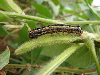 As lagartas atacam a soja ao longo de todo o ciclo - Crédito Adeney Bueno