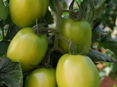 BRS Nagai - Crédito Leandro Lobo