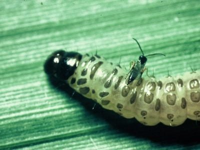 Arquivo - Crédito José Francisco Garcia