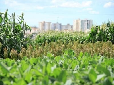 Campos de soja, sorgo e milho estão plantados no parque Camaru - Foto Clécio Duarte