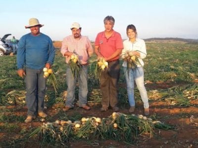 Cebola Rio Grande produzida na fazenda do produtor Mateus Vedovato, em São José do Rio Pardo (SP) - Crédito Hazera