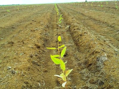 Com as máquinas, a operação e o estande ficam mais uniformes - CréditosReflorest MS