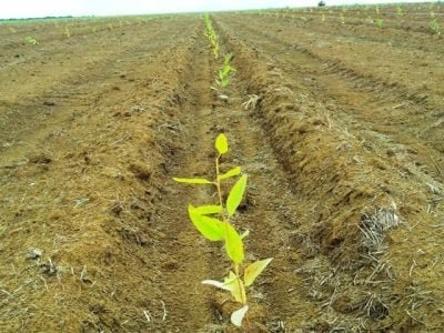 Com as máquinas, a operação e o estande ficam mais uniformes - CréditosReflorest MS