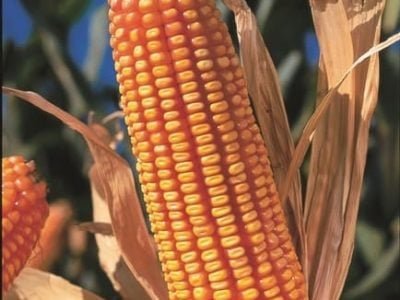 Crédito DuPont Pioneer