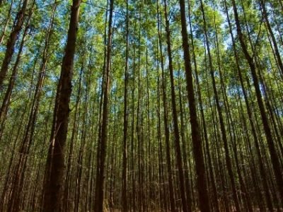Plantação de eucalipto em Migi-Guaçu