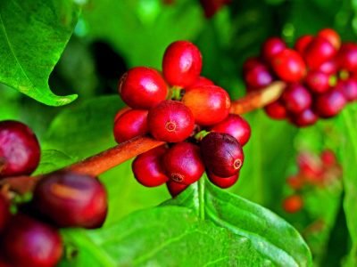 Café - Crédito: Shutterstock