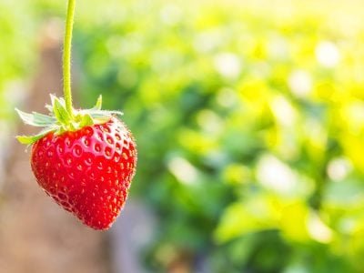 Crédito Shutterstock