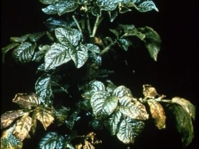 Sintomas de deficiências de potássio em batata - Crédito Valdemar Faquin