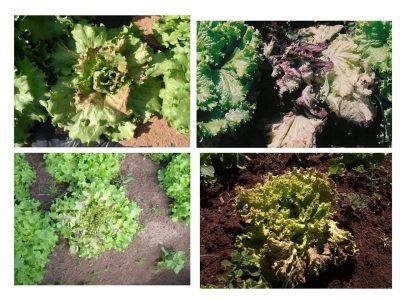 Diversos sintomas de vira-cabeça na alface - Crédito Addolorata Colariccio