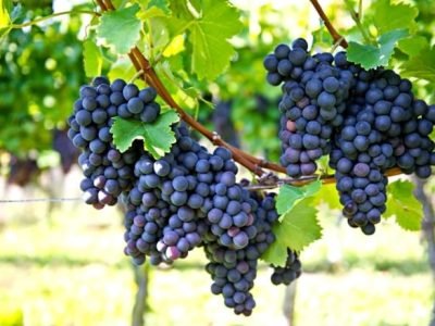 Em uvas os aminoácidos intensificaram a coloração roxa por meio da antocianina - CréditosShutterstock