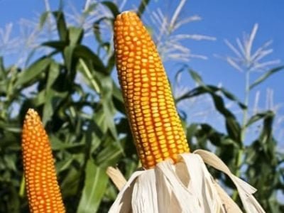 Existem genótipos de milho mais responsivos ao uso de inoculantes - Crédito Shutterstock