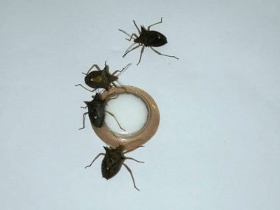 Fêmeas do percevejo marrom sobre a formulação (isca) do feromônio sexual dos machos da espécie - Créditos Fundação MT