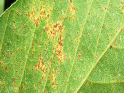 Ferrugem da soja - início da doença - Crédito Jorge Jacob Neto