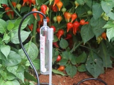 Fertirrigação em pimenta biquinho - Crédito Leandro Santos Lobo