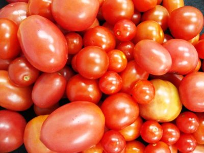 Frutos-de-tomate-orgânico-Crédito-Carlos-Antonio-dos-Santos