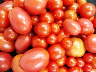 Frutos-de-tomate-orgânico-Crédito-Carlos-Antonio-dos-Santos